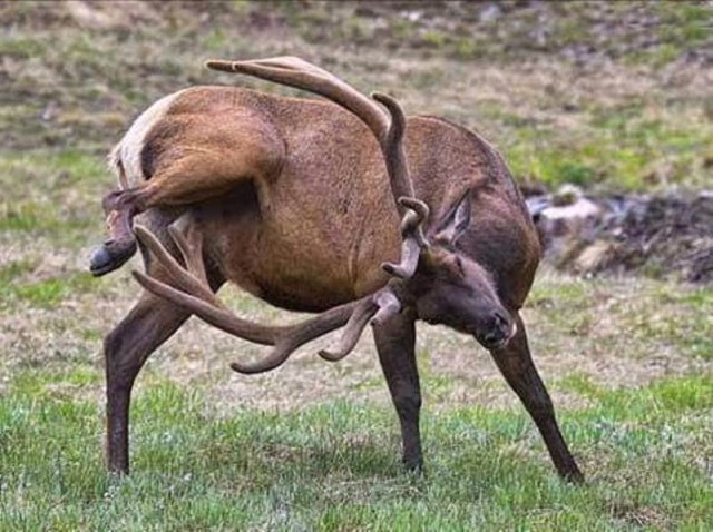 image d un cerf qui se gratte.