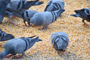 pigeons-2527989_1920-300x200
