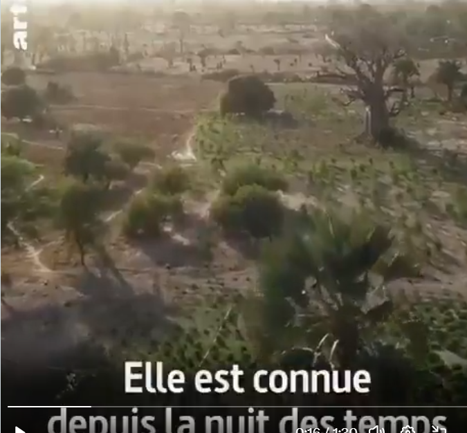 L’Artémisia annua, cette plante qui soigne la malaria (paludisme) et bien d’autres maladies plus efficacement que les médicaments de big pharma.
